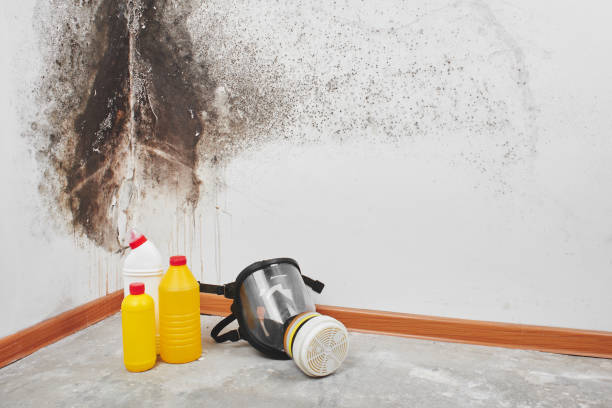 Best Mold Cleaning Services  in Bayboro, NC