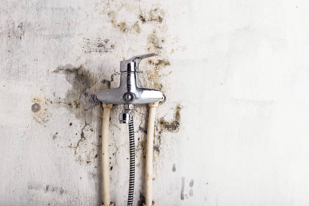 Best Toxic Mold Removal  in Bayboro, NC