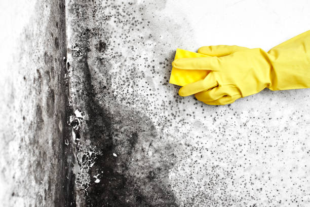 Best Crawl Space Mold Removal  in Bayboro, NC