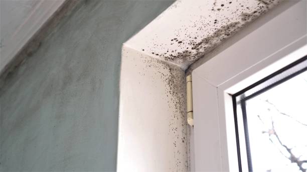 Best Same-Day Mold Removal  in Bayboro, NC