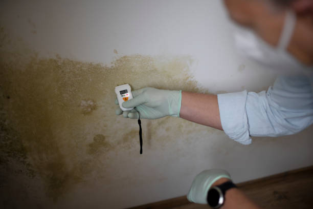 Best Mold Testing  in Bayboro, NC