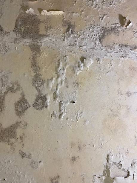 Mold Removal Process in Bayboro, NC