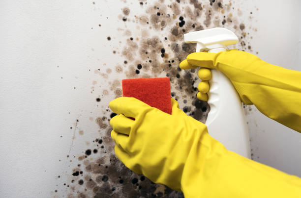 Best Fast Mold Removal  in Bayboro, NC