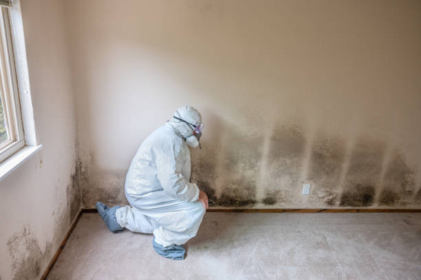 Best Residential Mold Removal  in Bayboro, NC