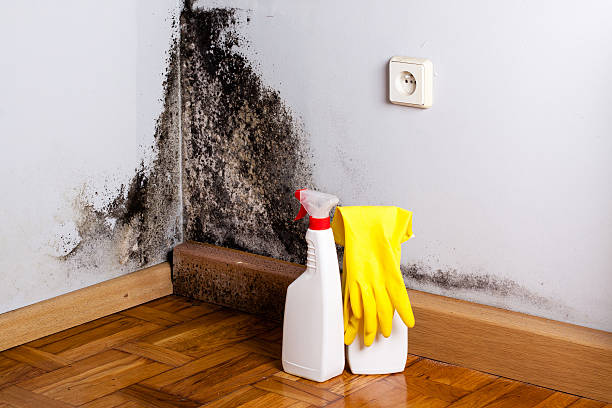 Best Office Mold Removal Services  in Bayboro, NC