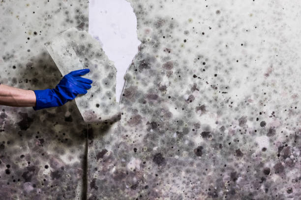 Best Professional Mold Removal  in Bayboro, NC