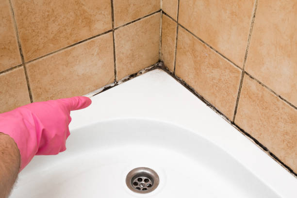 Best Emergency Mold Removal  in Bayboro, NC